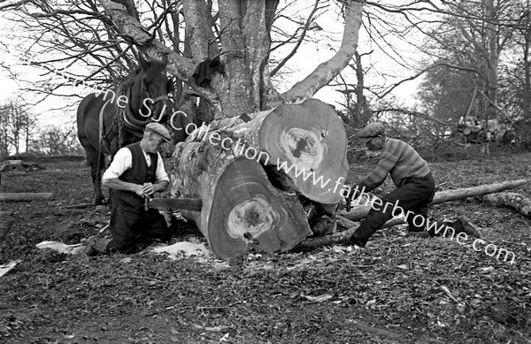 EARLY RECORDS OF FORESTRY WORK LOGGING